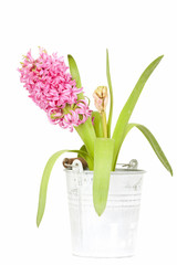 Pink hyacinth isolated on white