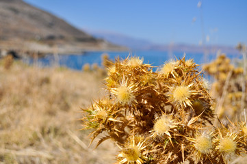 Dried burdock on the shore of the sea.