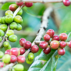 Coffee beans on a branch of coffee tree