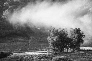 Fototapeta na wymiar Mist and tree on mountains black and white