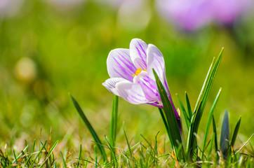 White spring Crocus on a meadow