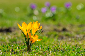 Yellow spring Crocus on a meadow