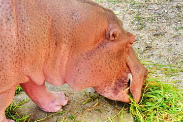 Hippo (Hippopotamus)