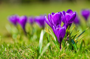 Purple spring Crocus on a meadow