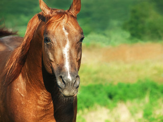 portrait of nice sorrel  horse at freedom