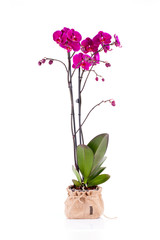 Pink Orchid ( Phalaenopsis )