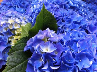 Blue Hortensia flowers.
