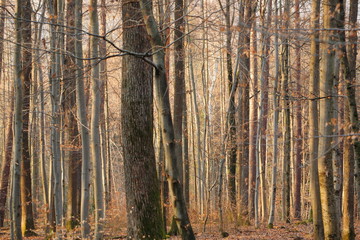 Baumstämme in der Abendsonne / Schönbuch