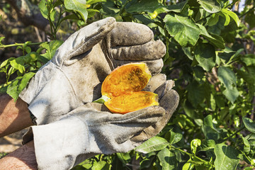 Picking a prickly pear