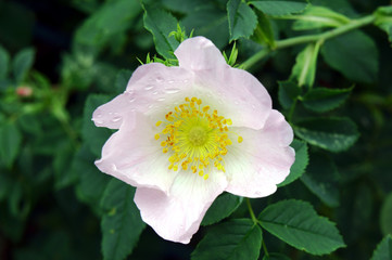 Flower wild rose after rain.