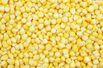 Yellow corn texture