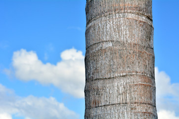 Fototapeta na wymiar Palm tree trunk against blue sky