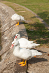 White Duck in the garden