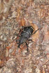 Fototapeta premium Large pine weevil, Hylobius abietis on pine wood
