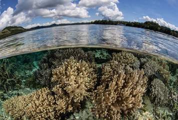 Solomon Islands Coral Reef