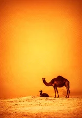 Crédence de cuisine en verre imprimé Chameau Famille de chameaux sauvages
