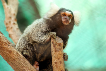 Common Marmoset