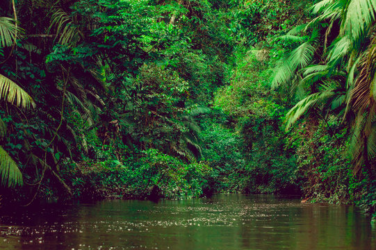 River deep in jungle forest. Amazonas composition.