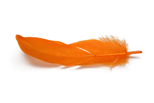 orange feather on white background