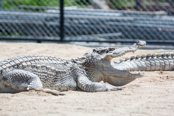 crocodile in farm