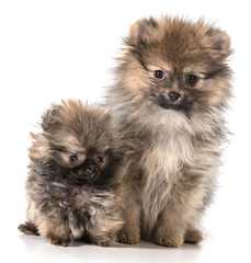 Obraz premium pomeranian puppies