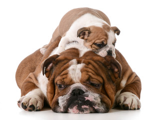 dog father and son