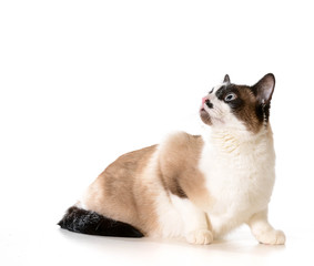 ragdoll cat