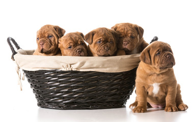 litter of puppies