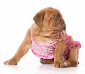 female puppy