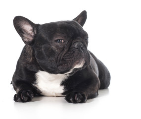 french bulldog