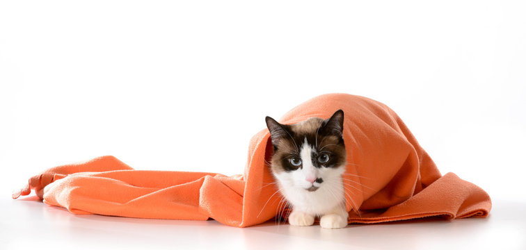 Cat Hiding Under Blanket