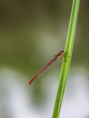 Libellule © interludephoto