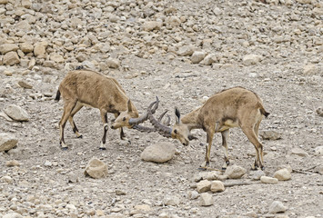 Nubian ibex
