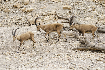 Nubian ibex