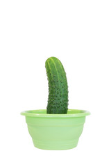 Cucumber in a flowerpot