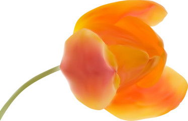 orange tulip flower isolated on white illustration