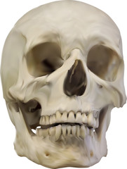 Obraz premium old light yellow human skull illustration