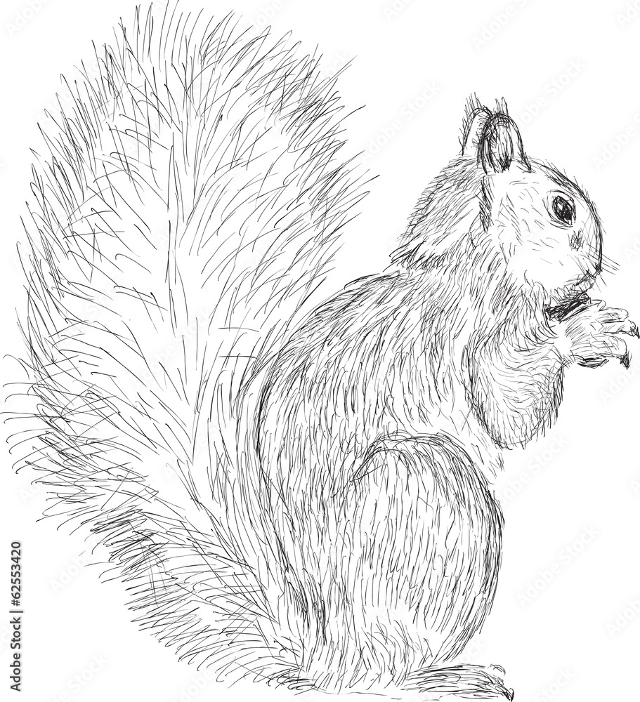 Wall mural single squirrel sketch isolated on white