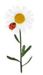 fine chamomile flower with ladybug on white