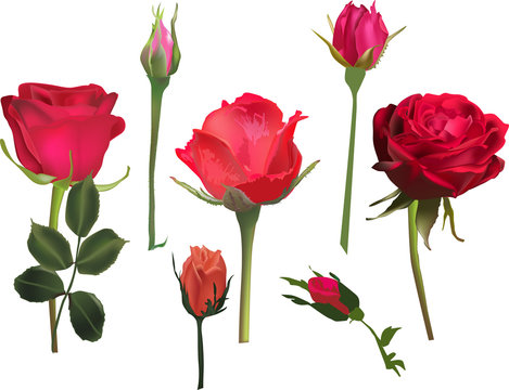three red roses and four buds collcetion