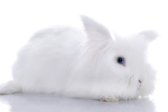 250 件の最適な 横向きのうさぎ 画像 ストック写真 ベクター Adobe Stock