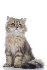 Obraz premium perski kociak na białym tle