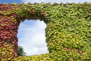 Creeper ivy