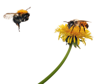 bee and bumblebee near yellow dandelion