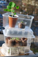 Mini greenhouses for balcony gardening