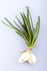 Onion with fresh green sprout. Clipping Path