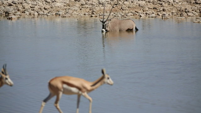 Oryx