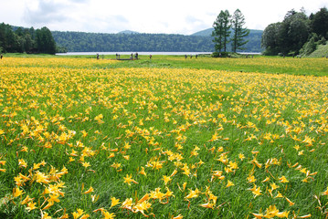 尾瀬沼のニッコウキスゲ