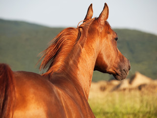 beautiful sorrel  arabian horse at freedom