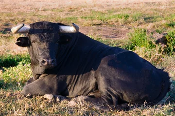 Foto op Plexiglas Stierenvechten stier liegen